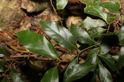 Image of Endiandra mulleri by (c) Greg Tasney, some rights reserved (CC BY-SA)