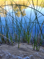 Schoenoplectus americanus