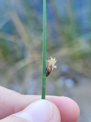 Schoenoplectus americanus