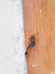 Stephanopis barbipes