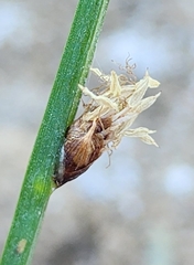 Schoenoplectus americanus