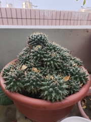 Mammillaria polythele
