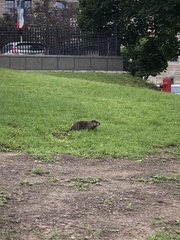 Marmota monax