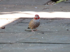 Amadina erythrocephala