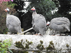 Numida meleagris domesticus