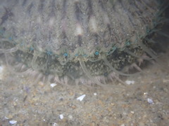Argopecten ventricosus