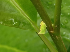 Salurnis marginella