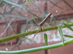 Tetragnatha
