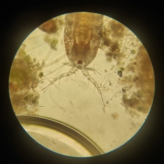 Copepoda