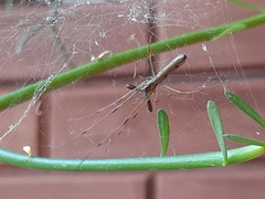Tetragnatha