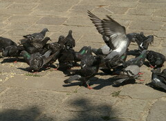 Columba livia domestica