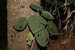 Dendrocnide excelsa