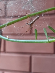 Tetragnatha