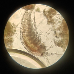 Copepoda