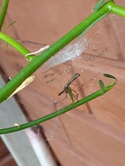 Tetragnatha