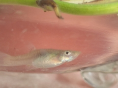 Poecilia reticulata