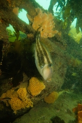 Meuschenia freycineti