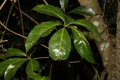 Cissus sterculiifolia