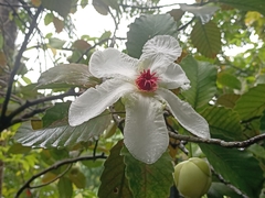 Dillenia philippinensis