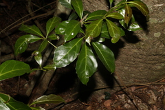 Cissus sterculiifolia