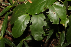 Pennantia cunninghamii