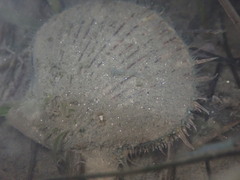 Argopecten ventricosus