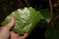 Pennantia cunninghamii