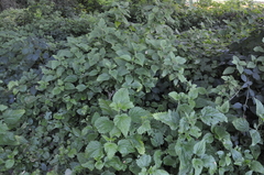 Laportea alatipes