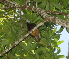 Ptilinopus magnificus