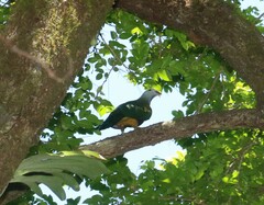 Ptilinopus magnificus