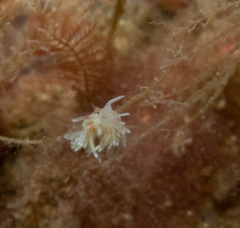 Rubramoena