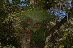 Platycerium superbum