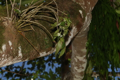 Dendrobium gracilicaule