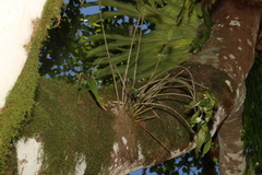 Dendrobium gracilicaule