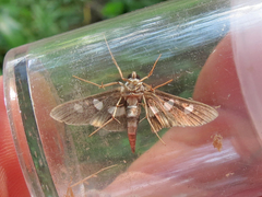 Desmia funeralis