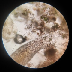 Copepoda