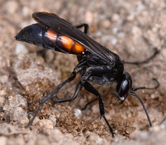 Anoplius viaticus