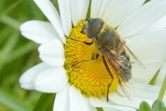 Eristalis similis