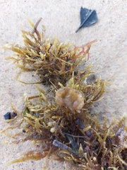 Sargassum fluitans