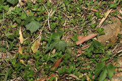 Trichosanthes subvelutina