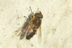 Eristalis similis