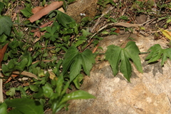Trichosanthes subvelutina
