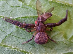 Pycnaxis