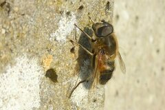 Eristalis similis