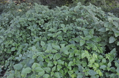 Laportea alatipes