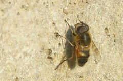 Eristalis similis
