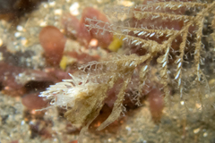Rubramoena