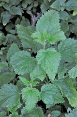 Laportea alatipes