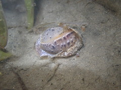 Bulla gouldiana
