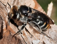 Lipotriches australica